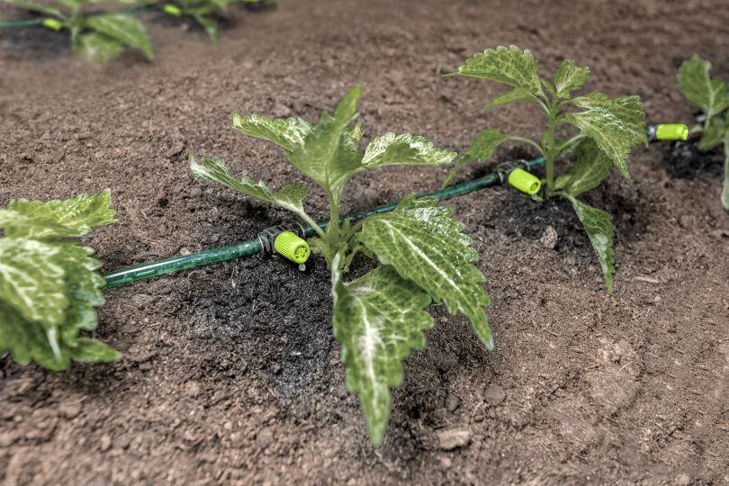 Kleine grüne Pflanzen werden mit Tropfenbewässerung bewässert.